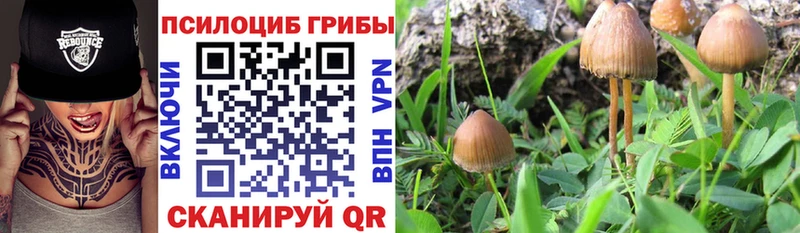 что такое наркотик  Дедовск  Псилоцибиновые грибы Psilocybe 